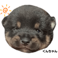 [LINEスタンプ] 仔犬のぐんちゃんスタンプ