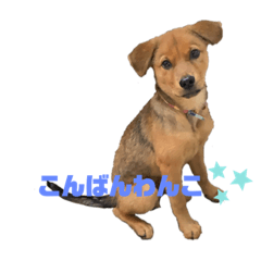 [LINEスタンプ] 愛犬シェリの日常