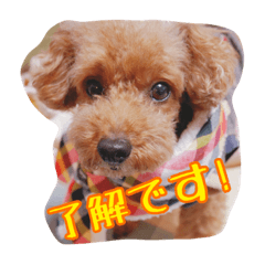 [LINEスタンプ] トイプードルのチロルとアポロ2