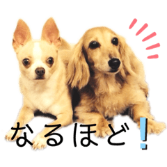 [LINEスタンプ] ♡お犬様達の日常♡の画像（メイン）