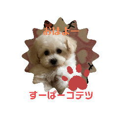 [LINEスタンプ] すーぱーコテツくん