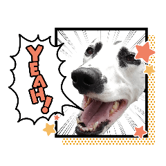 [LINEスタンプ] ダルメシアンのアンディだよーno.9