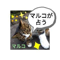 [LINEスタンプ] マルコが占う