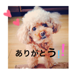 [LINEスタンプ] プードルちゃん48