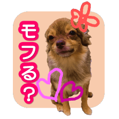 [LINEスタンプ] 犬でモフっとなるスタンプ：日常編