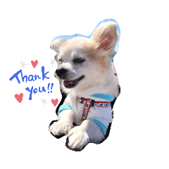 [LINEスタンプ] 愛犬の可愛いスタンプ
