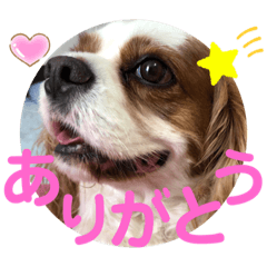 [LINEスタンプ] キャバリア♡オリバー⑤