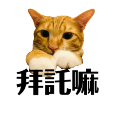 MIKEY ノ猫日常