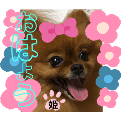 [LINEスタンプ] ポメラニアン姫ちゃん⑪