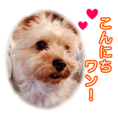 [LINEスタンプ] よく使う挨拶の言葉