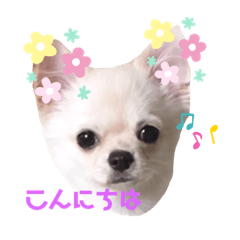 [LINEスタンプ] チワワのMerryさん