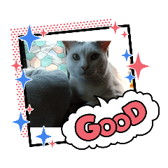 [LINEスタンプ] 仲良しキャットファミリー23