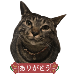 [LINEスタンプ] つるた家のねこ 3