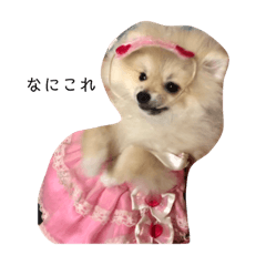 [LINEスタンプ] ポメちゃんのLINEスタンプ