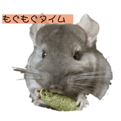 [LINEスタンプ] チンチラの獅子丸