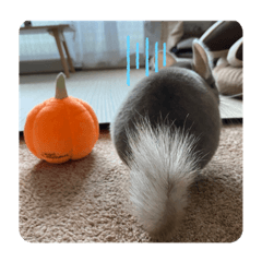 [LINEスタンプ] チンチラの獅子丸②