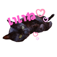 [LINEスタンプ] 黒猫ふたり