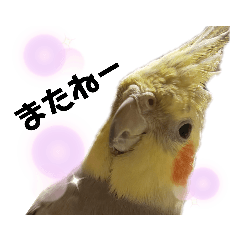 [LINEスタンプ] オカメインコかわいい