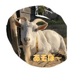 [LINEスタンプ] しろヤギめいちゃん