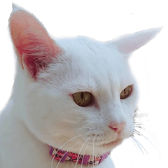 [LINEスタンプ] 美猫ころニャンさんだよ！