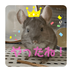 [LINEスタンプ] チンチラの獅子丸③