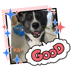 [LINEスタンプ] 秋田犬のkaiくん