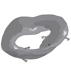 [LINEスタンプ] ミツユビアンヒューマ