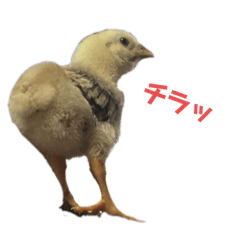 にわとりの伯爵（3次元）