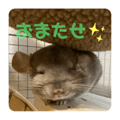[LINEスタンプ] チンチラの獅子丸③part2