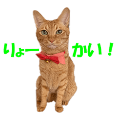 [LINEスタンプ] 茶とら男子"もなか"