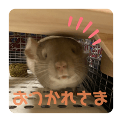 [LINEスタンプ] チンチラの獅子丸③part3