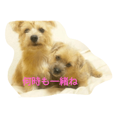 [LINEスタンプ] ノーフォークテリアめじらむ