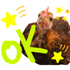 Chicken emotions 2