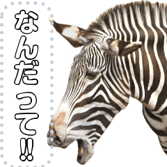 [LINEスタンプ] シマウマのメッセージ！ほほえみフレンズの画像（メイン）