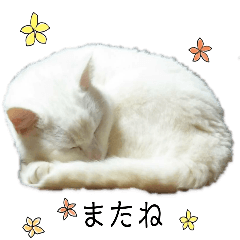 [LINEスタンプ] リアル猫のみーちゃん2の画像（メイン）