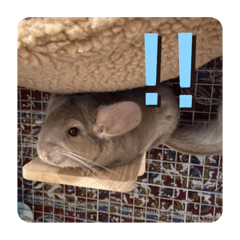 [LINEスタンプ] チンチラの獅子丸くん