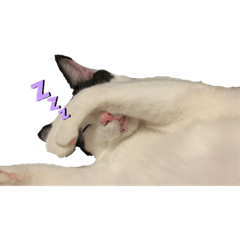 [LINEスタンプ] 猫さんたち。