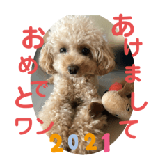 [LINEスタンプ] ピッコロトイプーcoco 2020年末2021年始