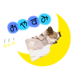 [LINEスタンプ] まいにちここちゃん