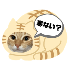 [LINEスタンプ] 保護猫ちゃちゃまる
