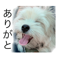 [LINEスタンプ] まる君のコメント系スタンプ