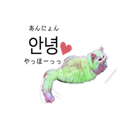 韓国語と猫（ハングル＋日本語訳）