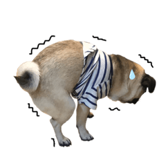 [LINEスタンプ] パグのぽんず♂③