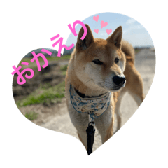 [LINEスタンプ] 柴犬リュウちゃん