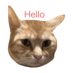 [LINEスタンプ] おねこ様のスタンプ