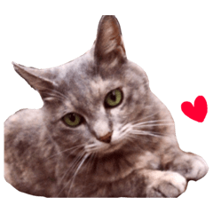 [LINEスタンプ] 猫の福丸 -ふくまる-