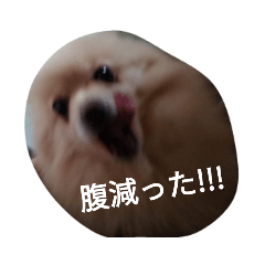 [LINEスタンプ] ウチの子スタンプPartワン！の画像（メイン）