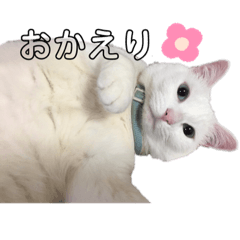 [LINEスタンプ] ちびたちゃんスタンプ