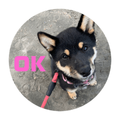 [LINEスタンプ] 愛犬豆柴サラ〜日常使い〜