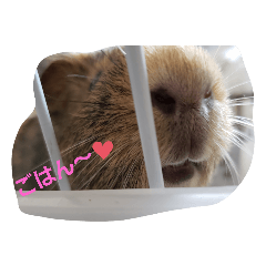 [LINEスタンプ] ミケミルの日常